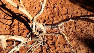 Dead Tree in Scorched Earth