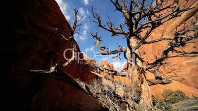 Dead Tree in Sandstone Gorge