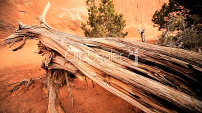 Environmental Damage of Tree Life