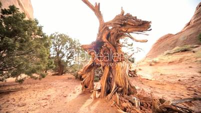 Drought Stricken Tree in Desert Landscape