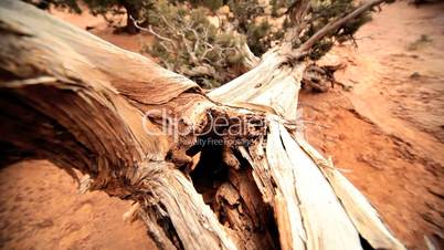 Environmental Rotting of Dead Tree