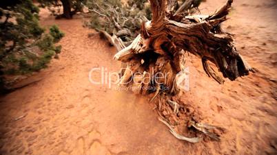 Tree Damage in a Drought Environment