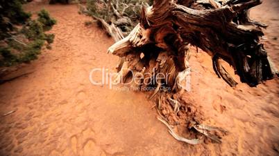 Dried Up Tree in an Arid Environment