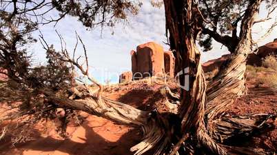 Arid Desert and Foliage, Monument Valley