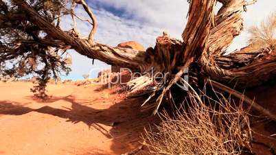 Arid Desert and Foliage, Monument Valley