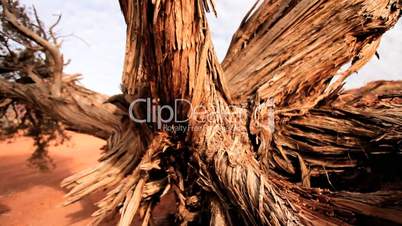 Dead Tree in Desert of Monument Valley