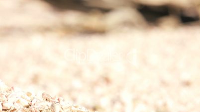 Dead Fish on Dry Lake Bed