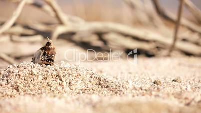 Dead Fish on Dry Lake Bed