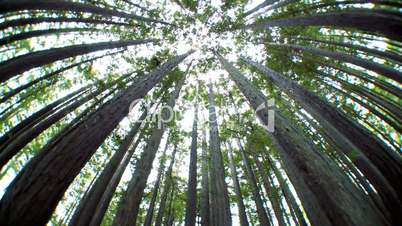 Canopy of Trees Low-Angle View