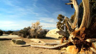 Desert Beauty in Arid Environment