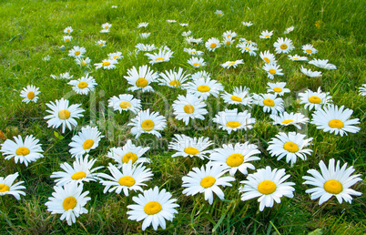 Large white daisies