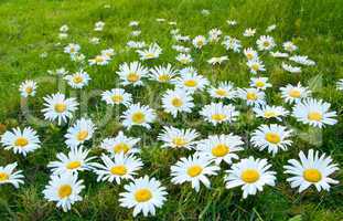 Large white daisies