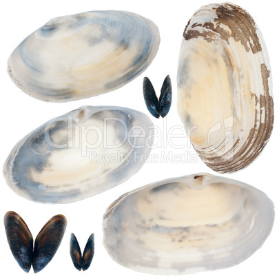Detailed sea shells