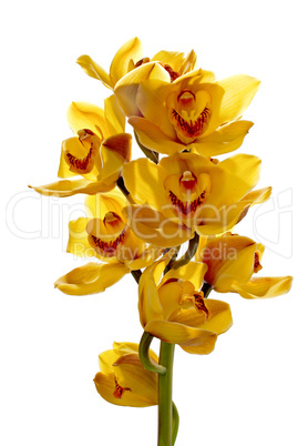 Fresh bright yellow orchid