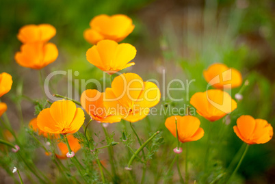 Orange Poppies Field