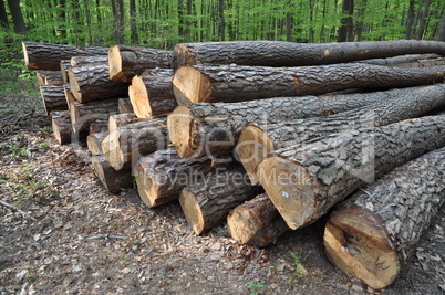 Baumstämme im Wald