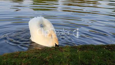 Schwan am See ,Abendstimmung,VIDEO HD