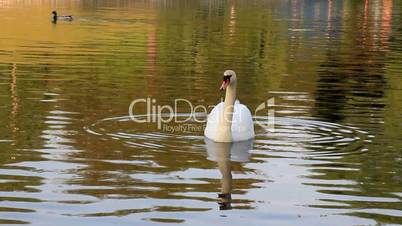 Schwan am See ,Abendstimmung,VIDEO HD