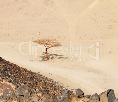 Lonely dry tree in Egypt desert