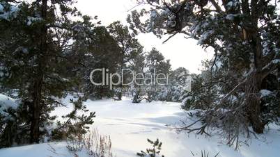 Untouched Woodland Snow Scene