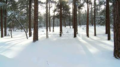 Forest With Winter Snow