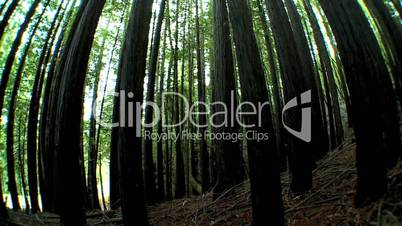 Wide-Angle Unpolluted Forest Environment
