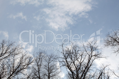 Poplar trees without leaves in the spring