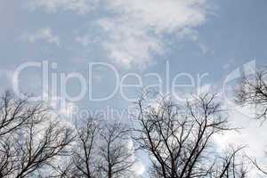 Poplar trees without leaves in the spring
