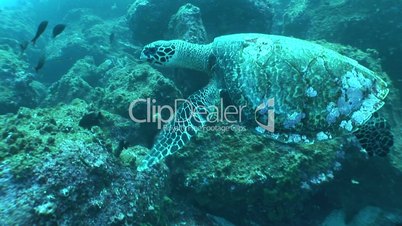 sea turtle bones in cave underwater diving video