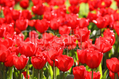 Tulpen