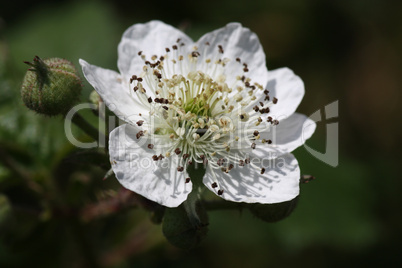 Brombeer-Blüte