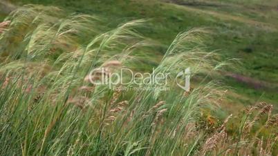 Prairie grass.