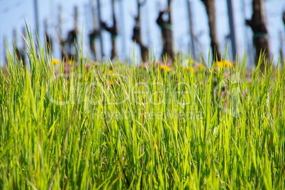 Gras im Gegenlicht