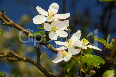 Apfelblüten