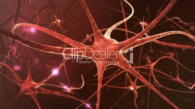 Neuron network