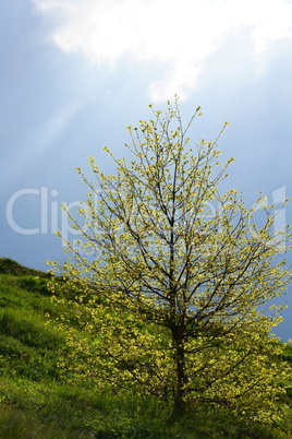 junge Eiche im Gegenlicht