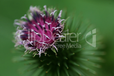 Distel