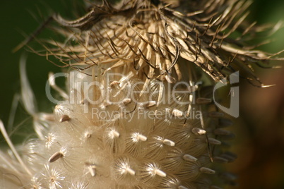 Distel-Samen Makroaufnahme