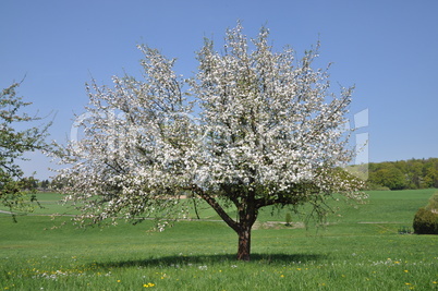 Blühender Apfelbaum auf einer Wiese