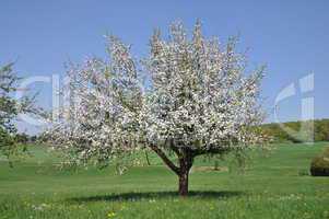 Blühender Apfelbaum auf einer Wiese