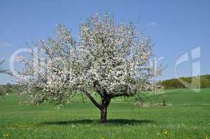 Blühender Apfelbaum auf einer Wiese