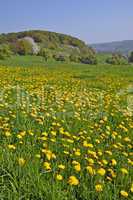 Wiese mit Löwenzahn im Odenwald