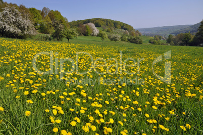 Wiese mit Löwenzahn im Odenwald