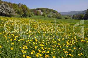 Wiese mit Löwenzahn im Odenwald