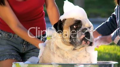 Mom & Daughter Bathing Family Bulldog