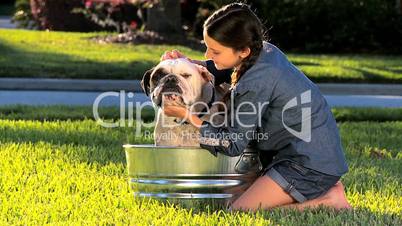 Young Girl Bathing her Pet Bulldog