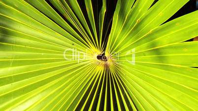 Zoom In Detail on Fan Shaped Palm Leaf