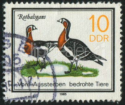 postage stamp