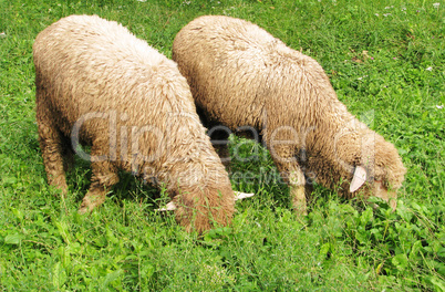 Two sheep