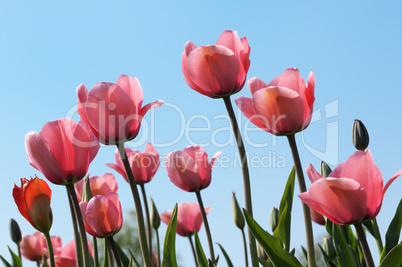 Tulips